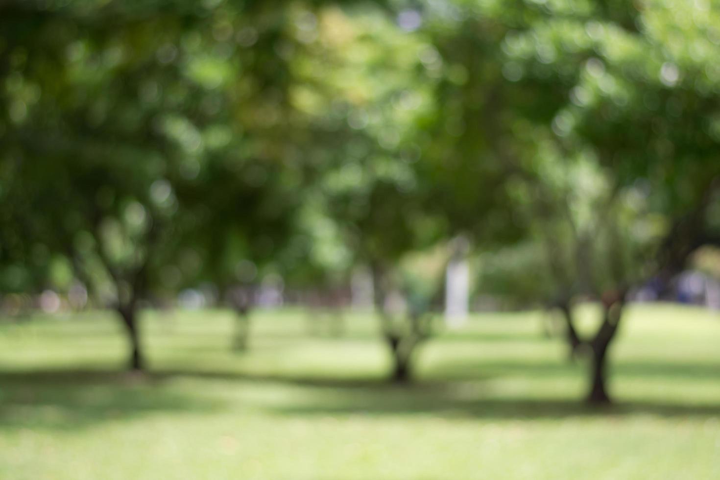 abstrakt suddig grön trädbakgrund med bokeh foto