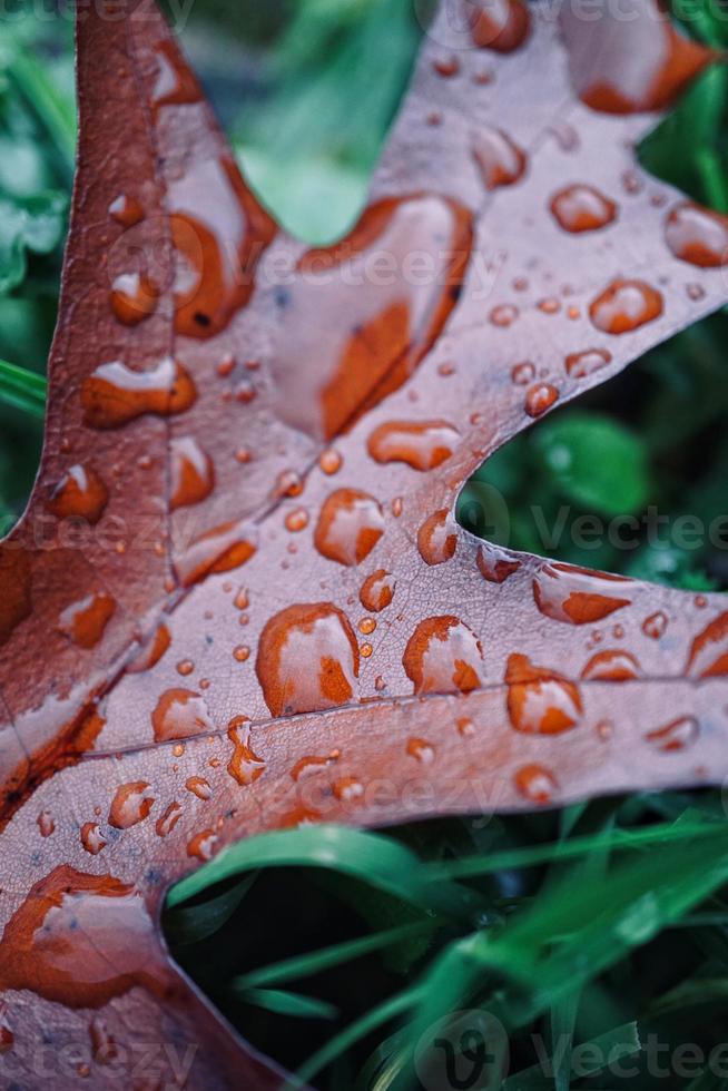 droppar på det bruna bladet under regniga dagar foto