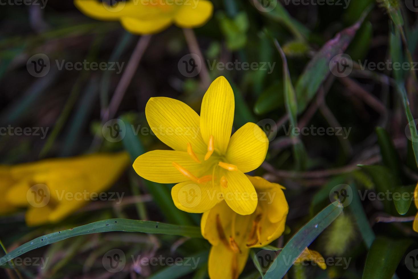 sternbergia lutea zero foto