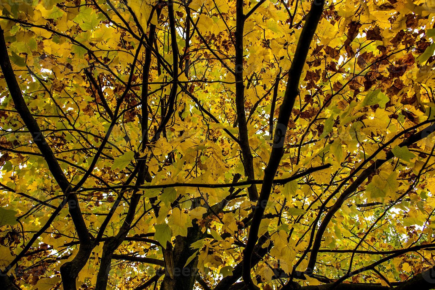 tak av gula löv foto