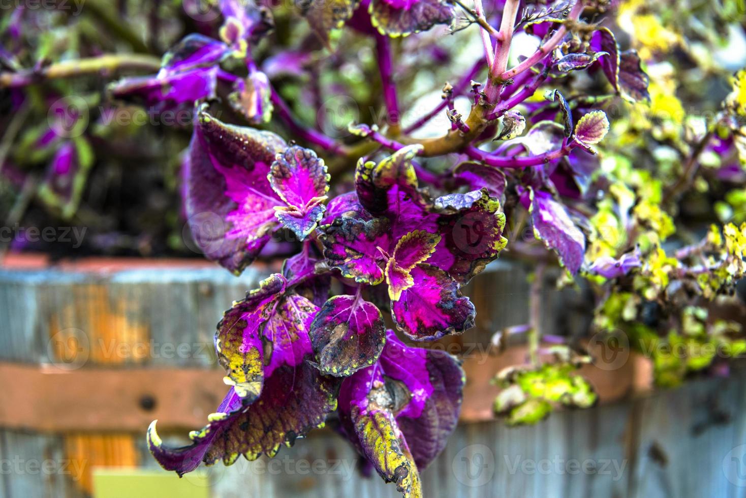 amaranthus tricolor noll foto