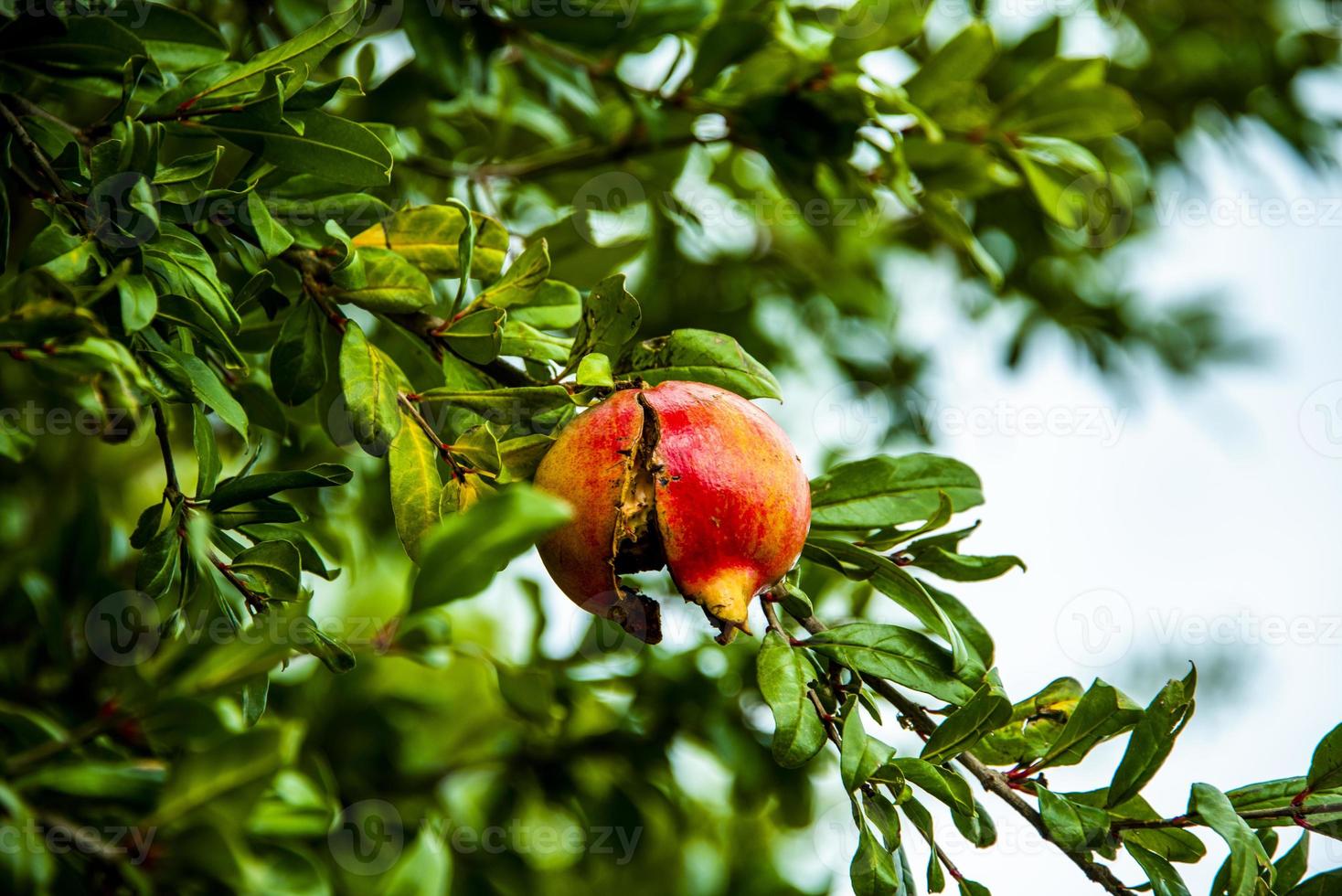 granatäpple på trädet foto