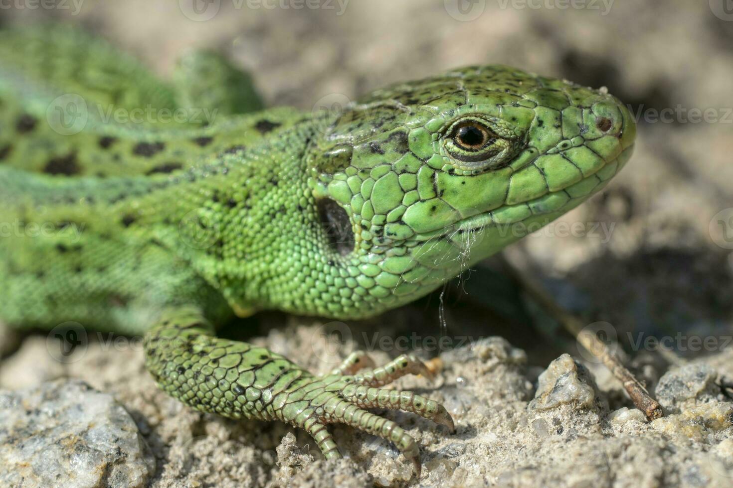 makro porträtt av en grön sand ödla. foto