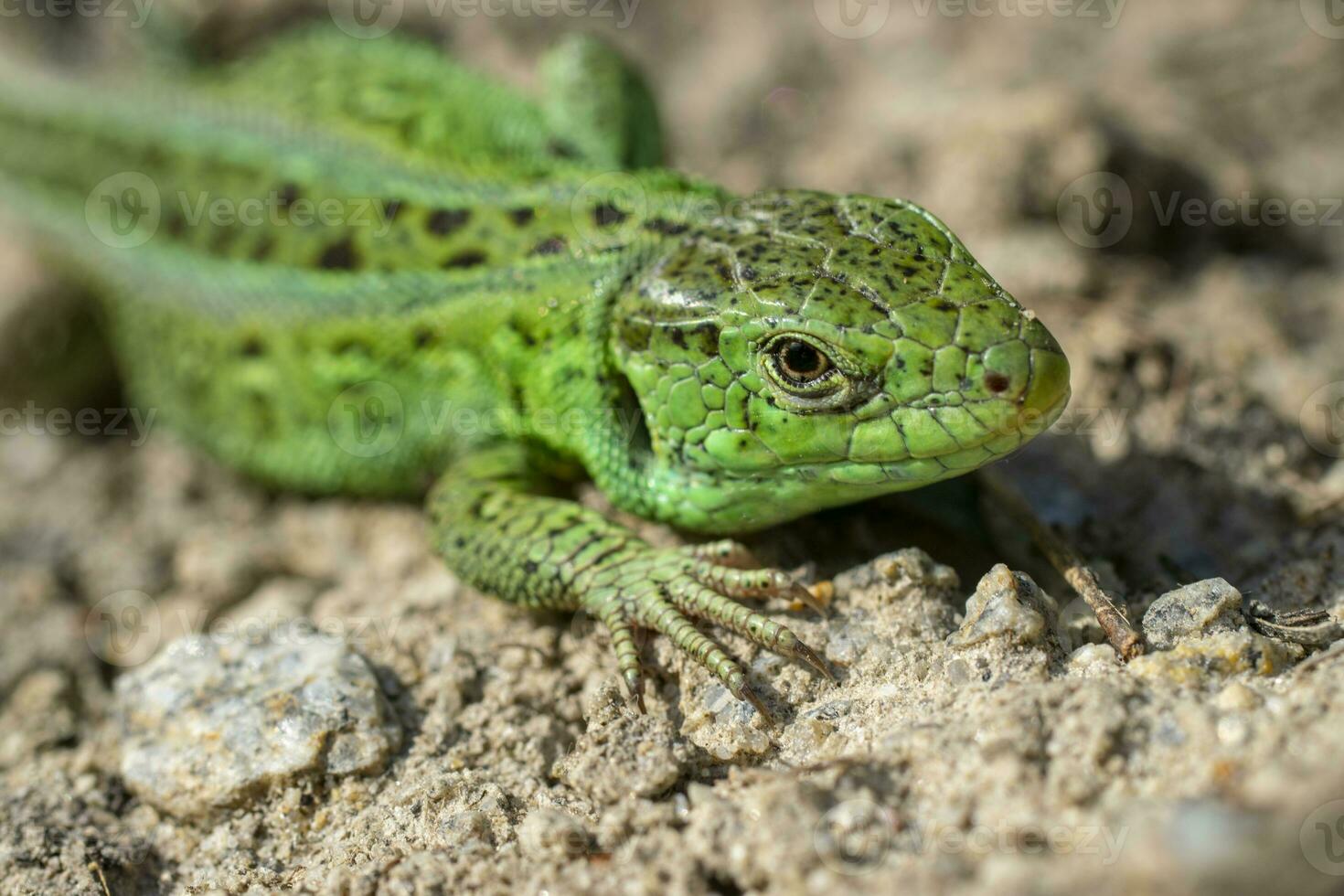 makro porträtt av en grön sand ödla. foto