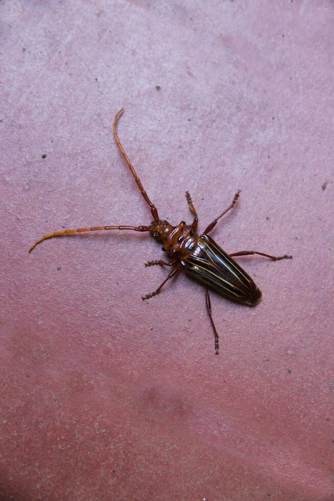 detalj av de longhorn skalbagge insekt i de organisk trädgård foto