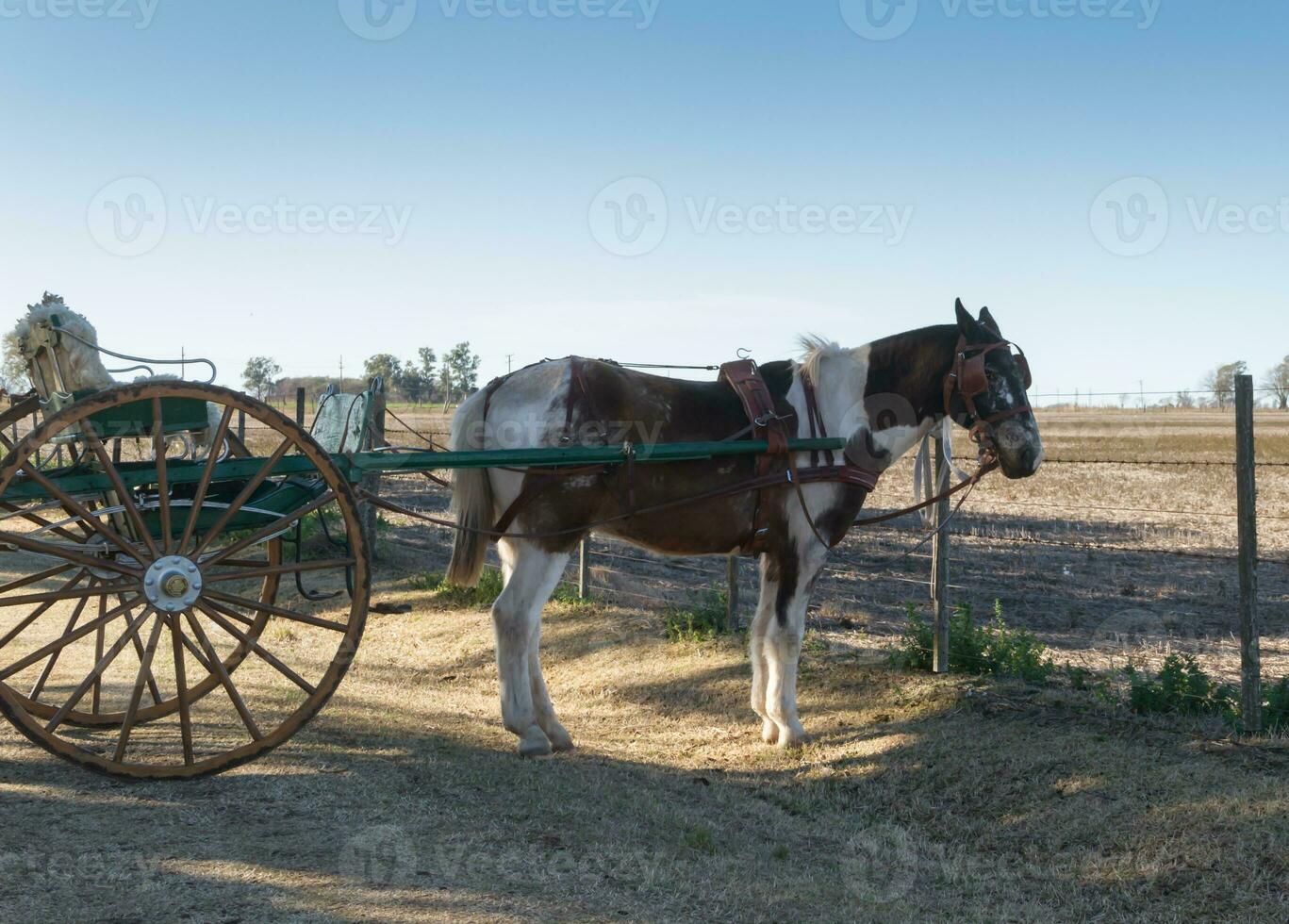 häst med sulky i de pampa argentina foto