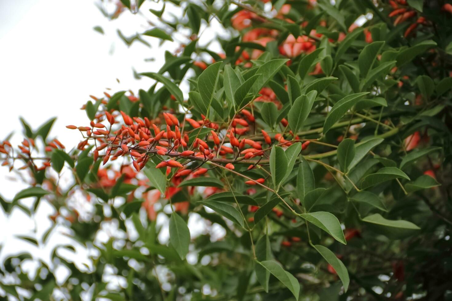 erythrina crista galli inföding till söder Amerika nationell blomma av argentina foto