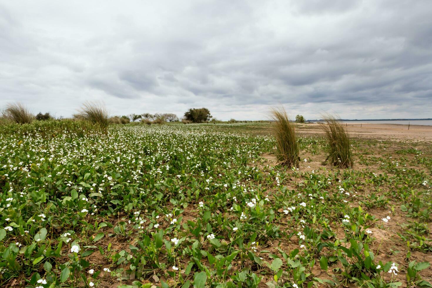 ödslig strand i sommar med storm och vit camalotes i blomma i de stad av federation provins av entre rios argentina foto