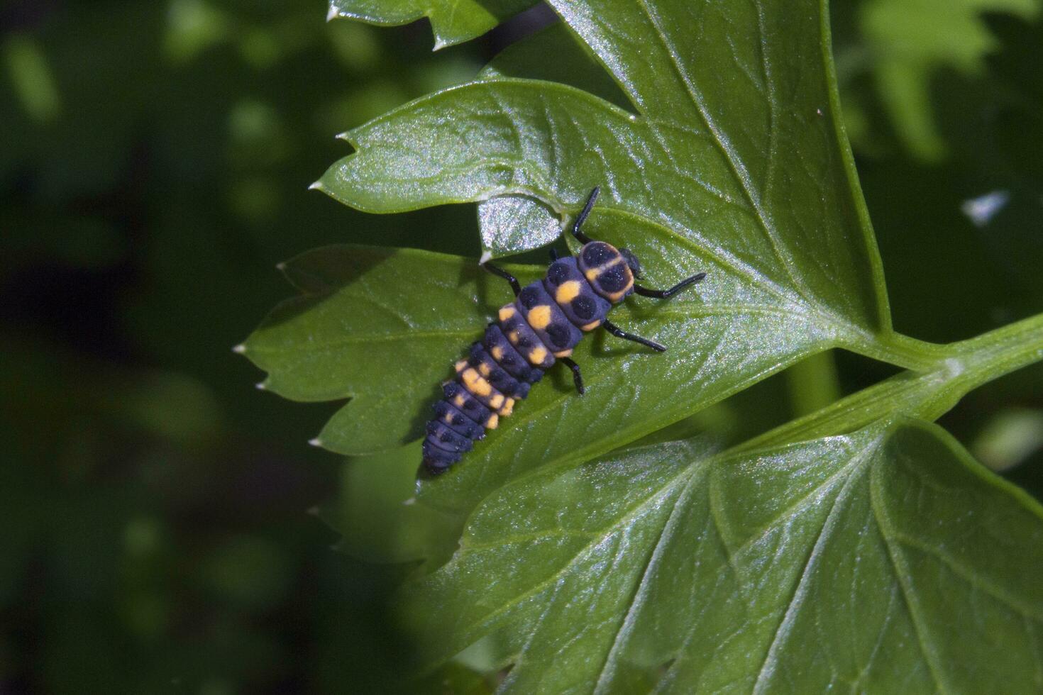 detalj av nyckelpiga larv på de grön blad foto