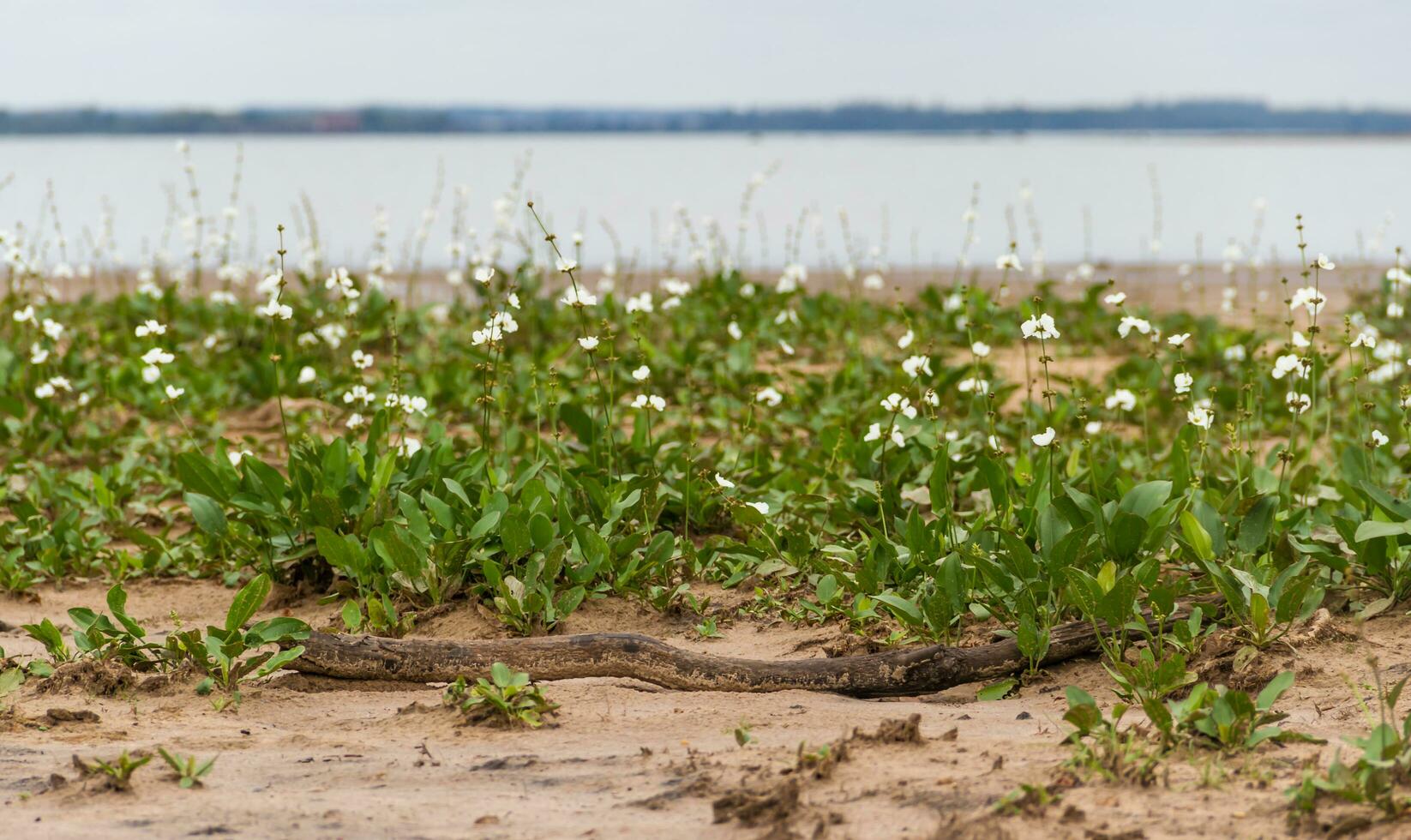 ödslig strand i sommar med storm och vit camalotes i blomma i de stad av federation provins av entre rios argentina foto