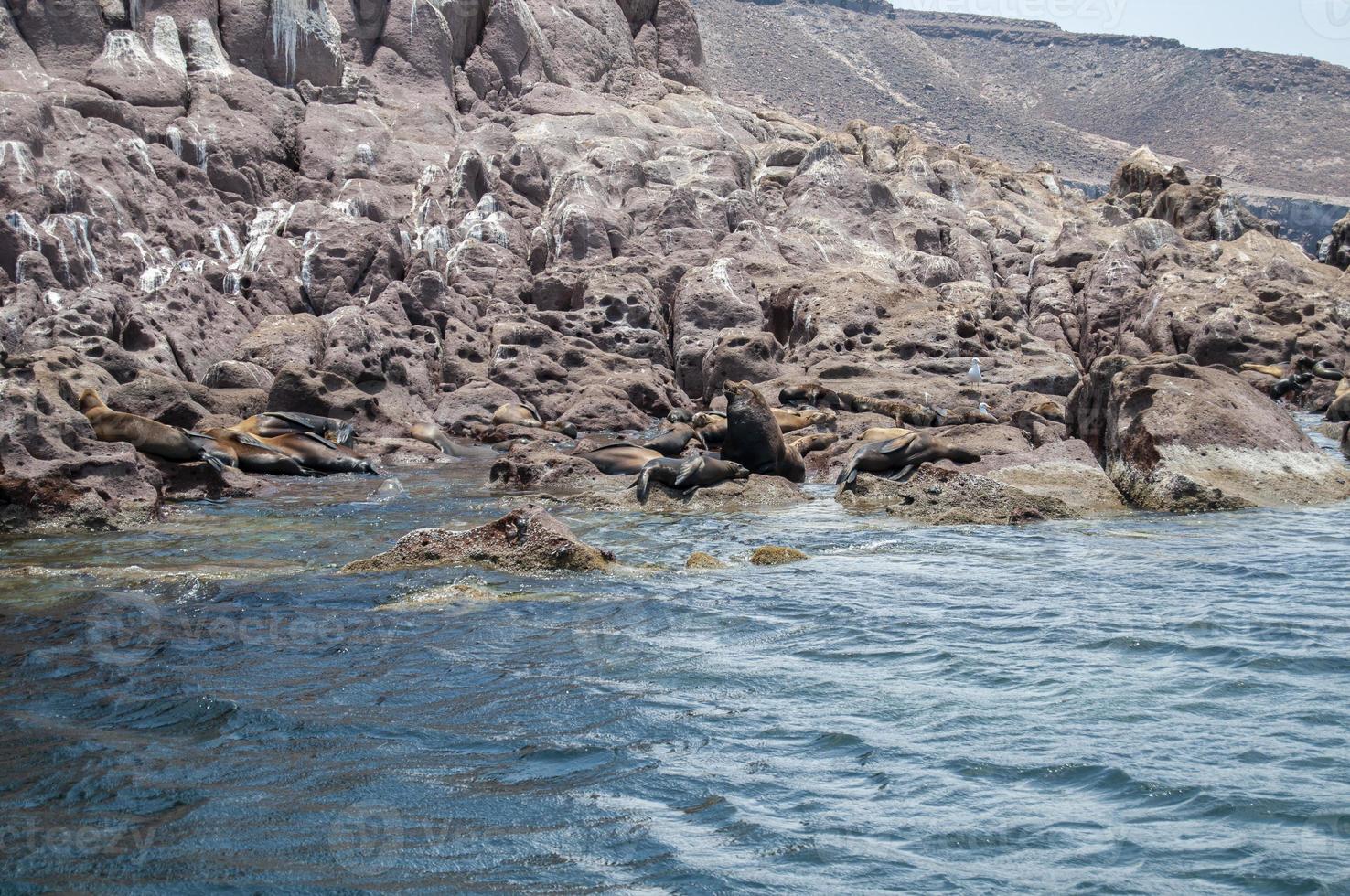 sälar på skärgården isla espiritu santo i la paz, baja california foto