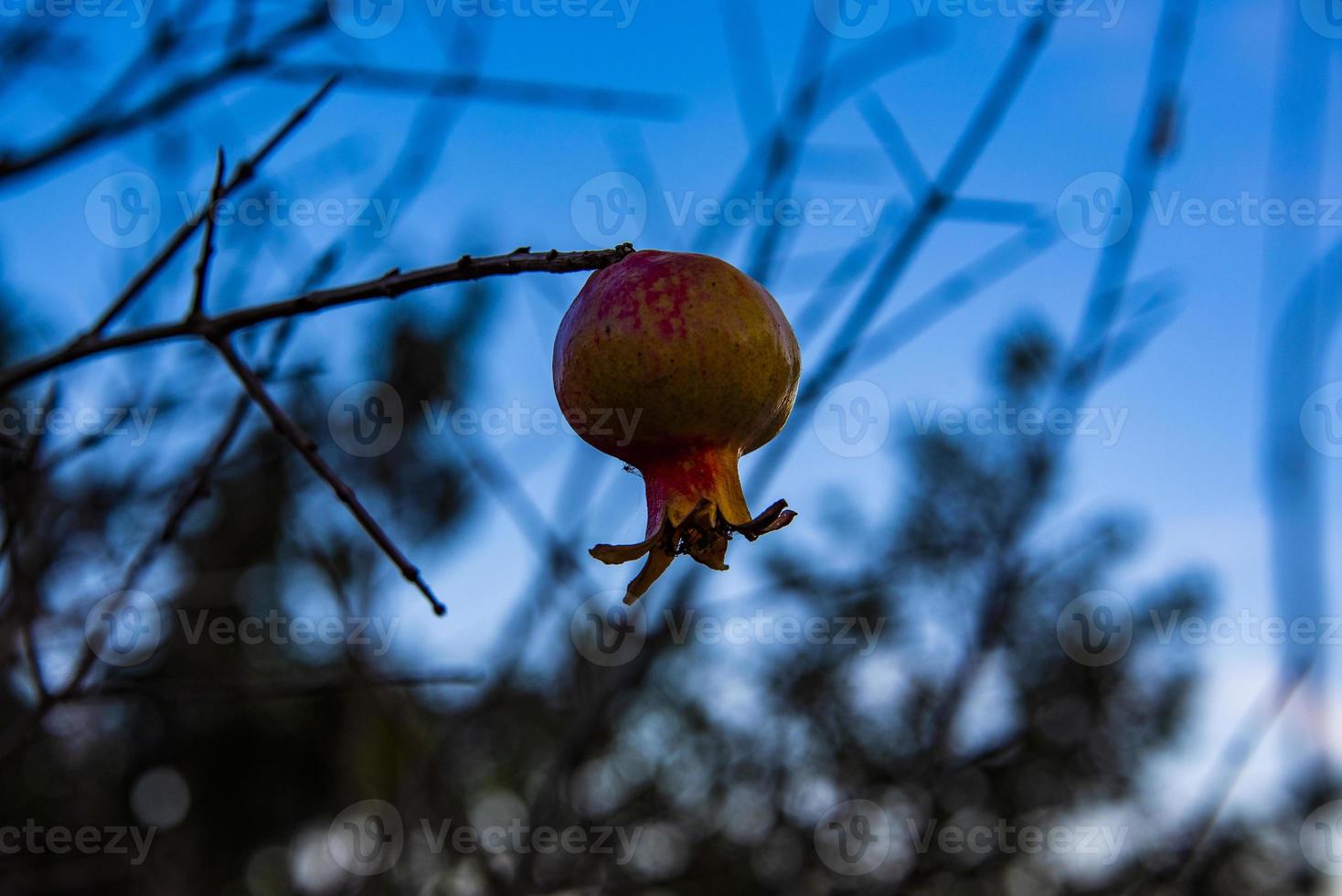 liten granatäpple noll foto