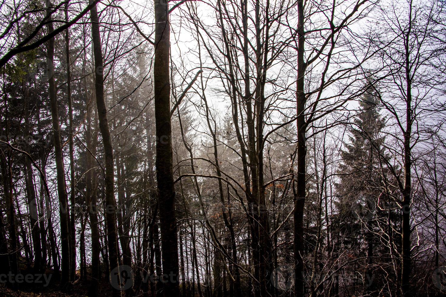 höstskog med dimma foto