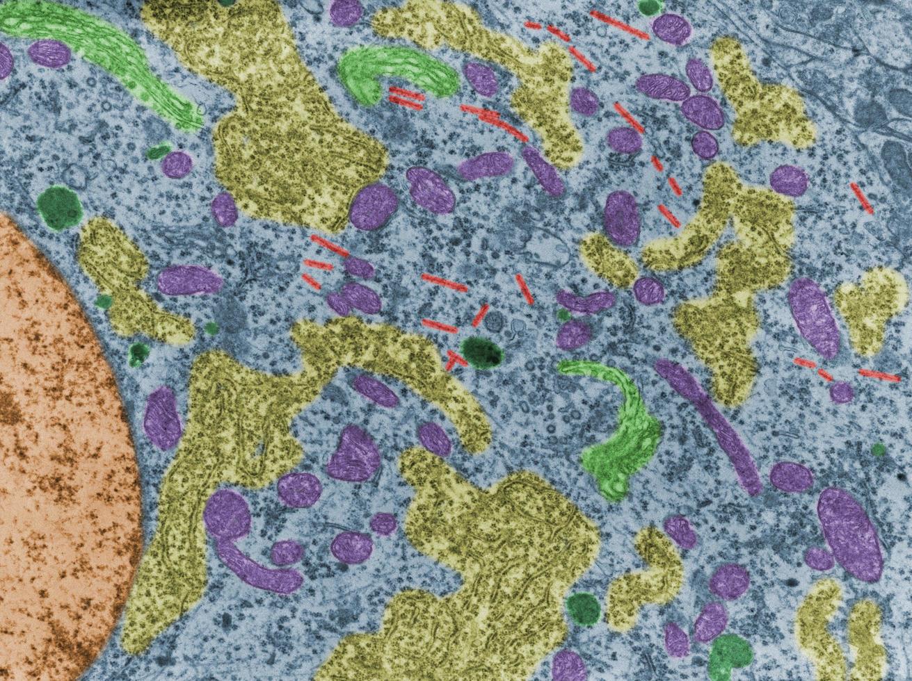 nervcellorganeller falsk färg tem foto