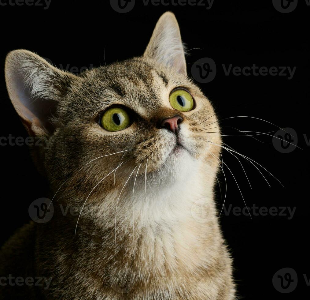 porträtt av ett vuxen grå katt ras hetero skott på en svart bakgrund foto