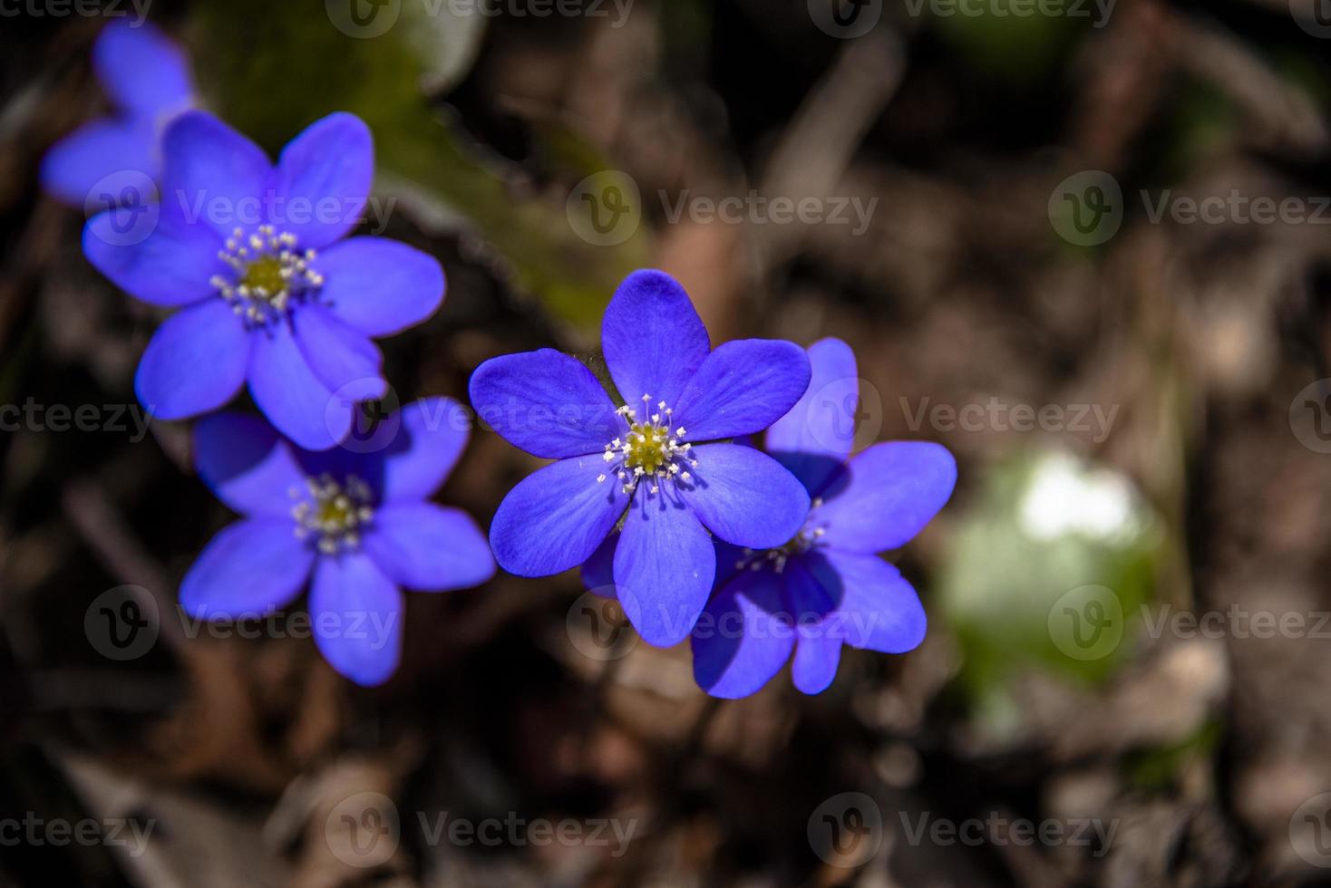 anemone hepatica två foto