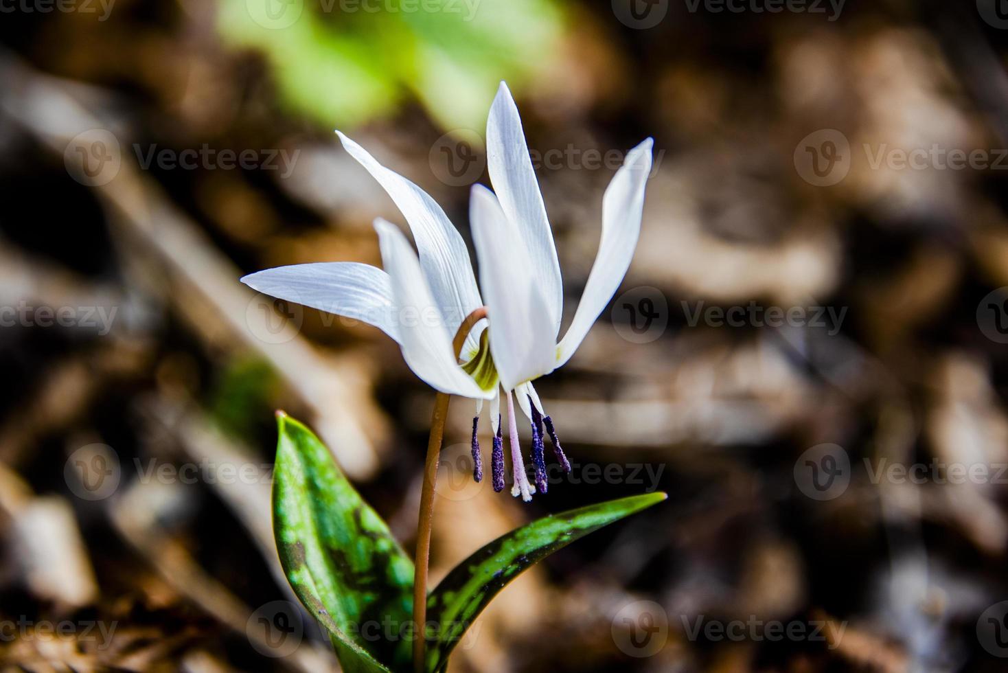 erythronium dens canis foto