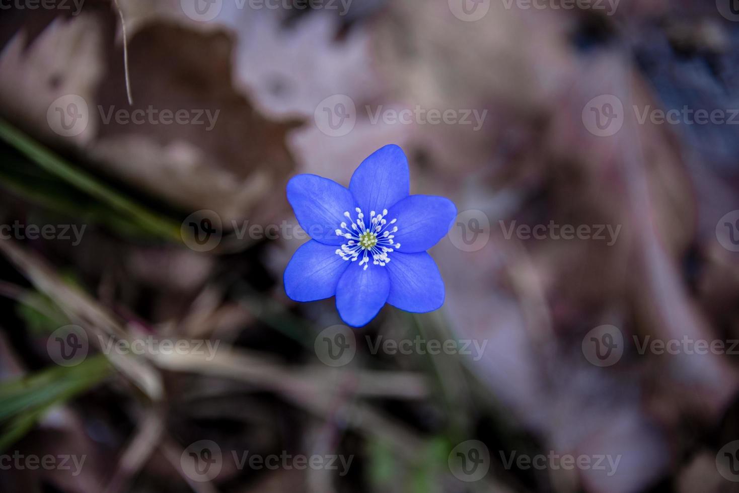 anemone hepatica tre foto