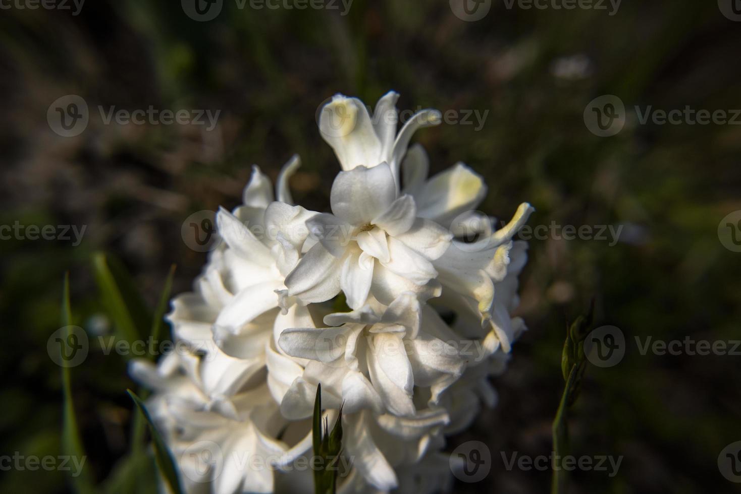 20210313 hyacinthus orientalis3 foto