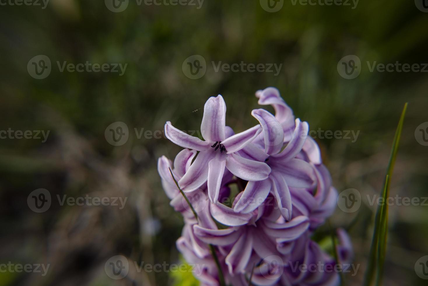 20210313 hyacinthus orientalis2 foto