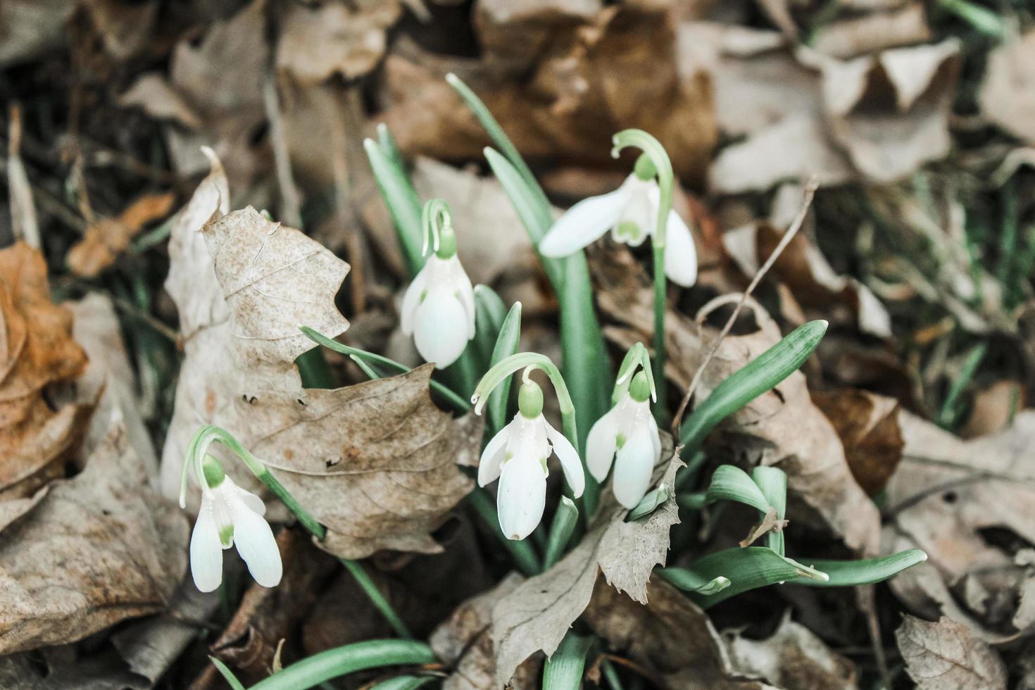 vitbladad blomma foto