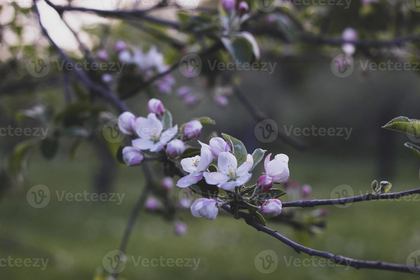 lila blomma i tilt shift-lins foto