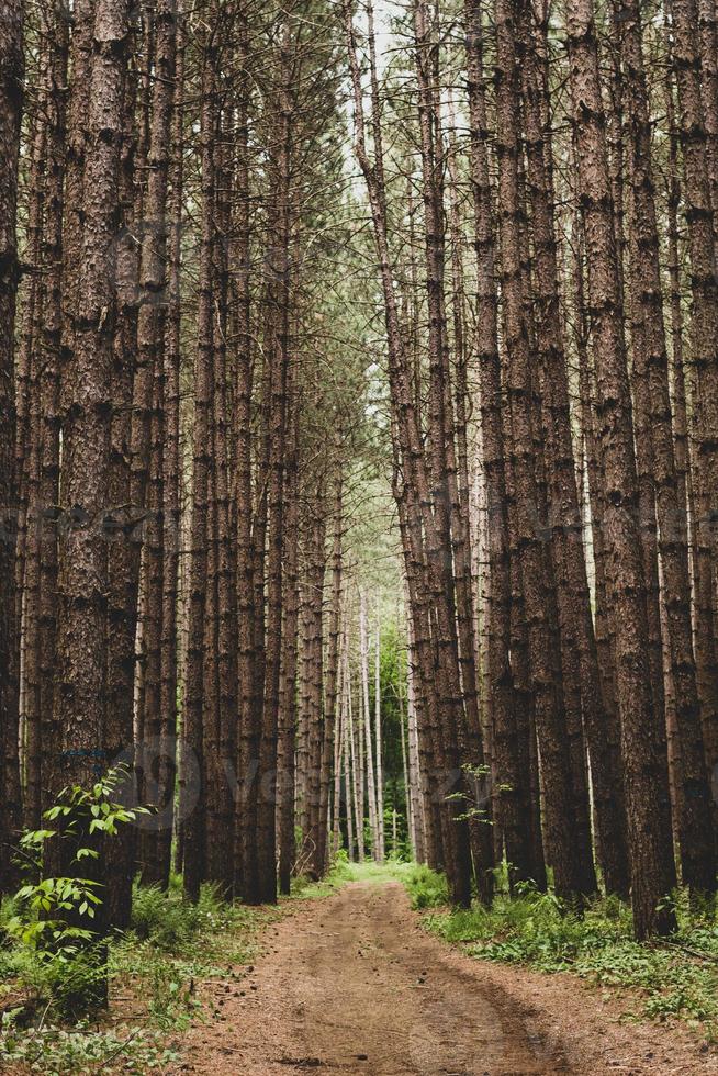 stig av höga träd i skogen foto