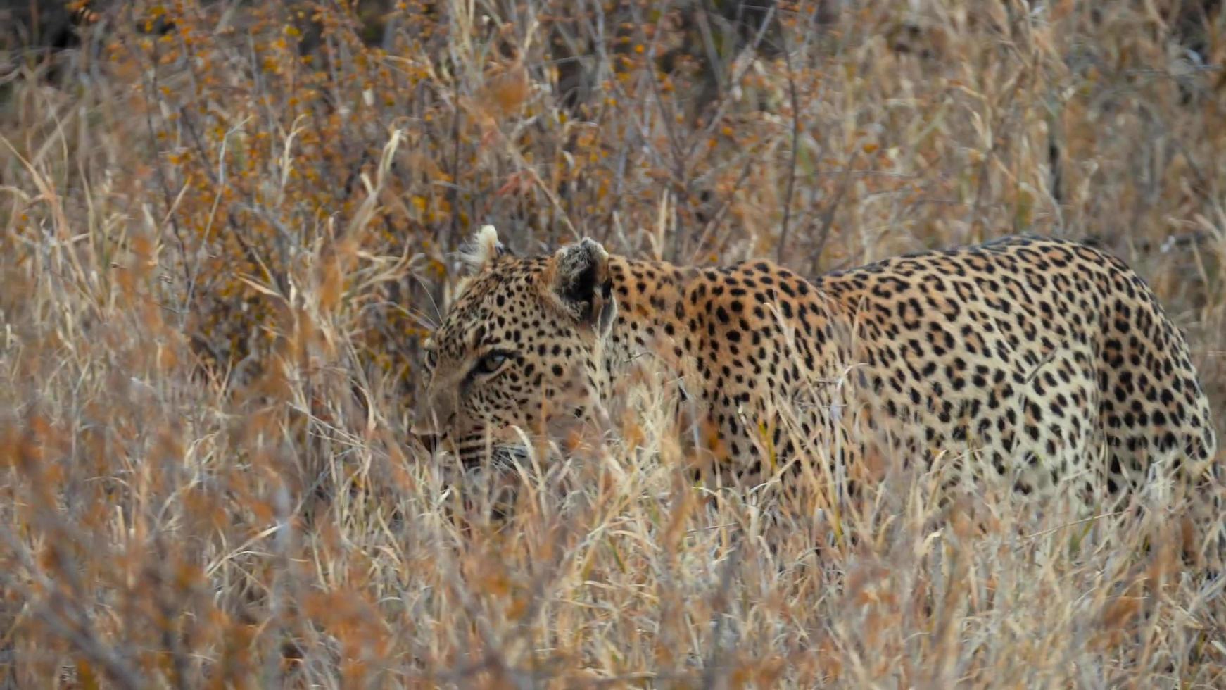 en afrikansk leopard som gömmer sig i gräset och väntar på sitt byte foto