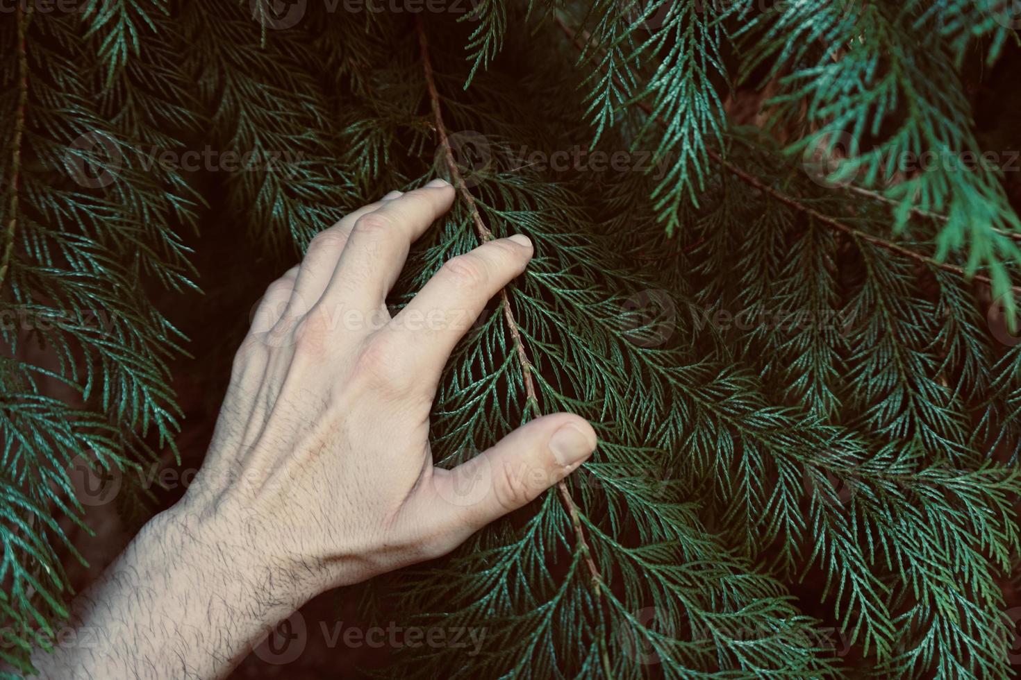 handen vidrör växterna och känner naturen foto