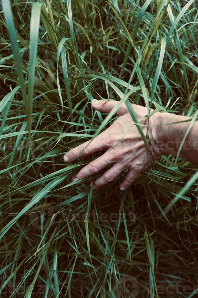 handen vidrör växterna och känner naturen foto