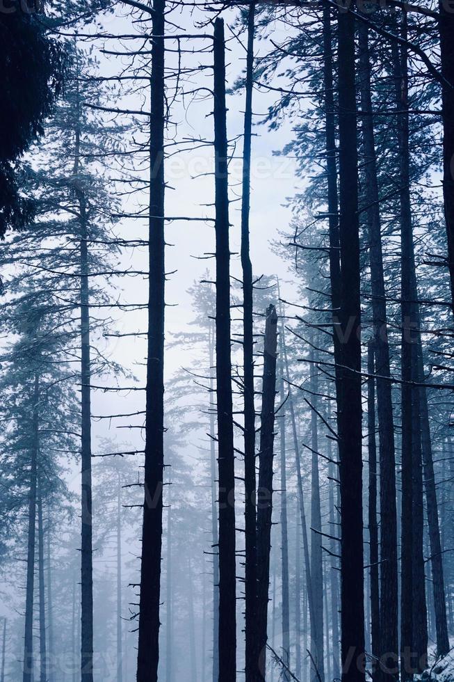 snö i berget under vintersäsongen foto