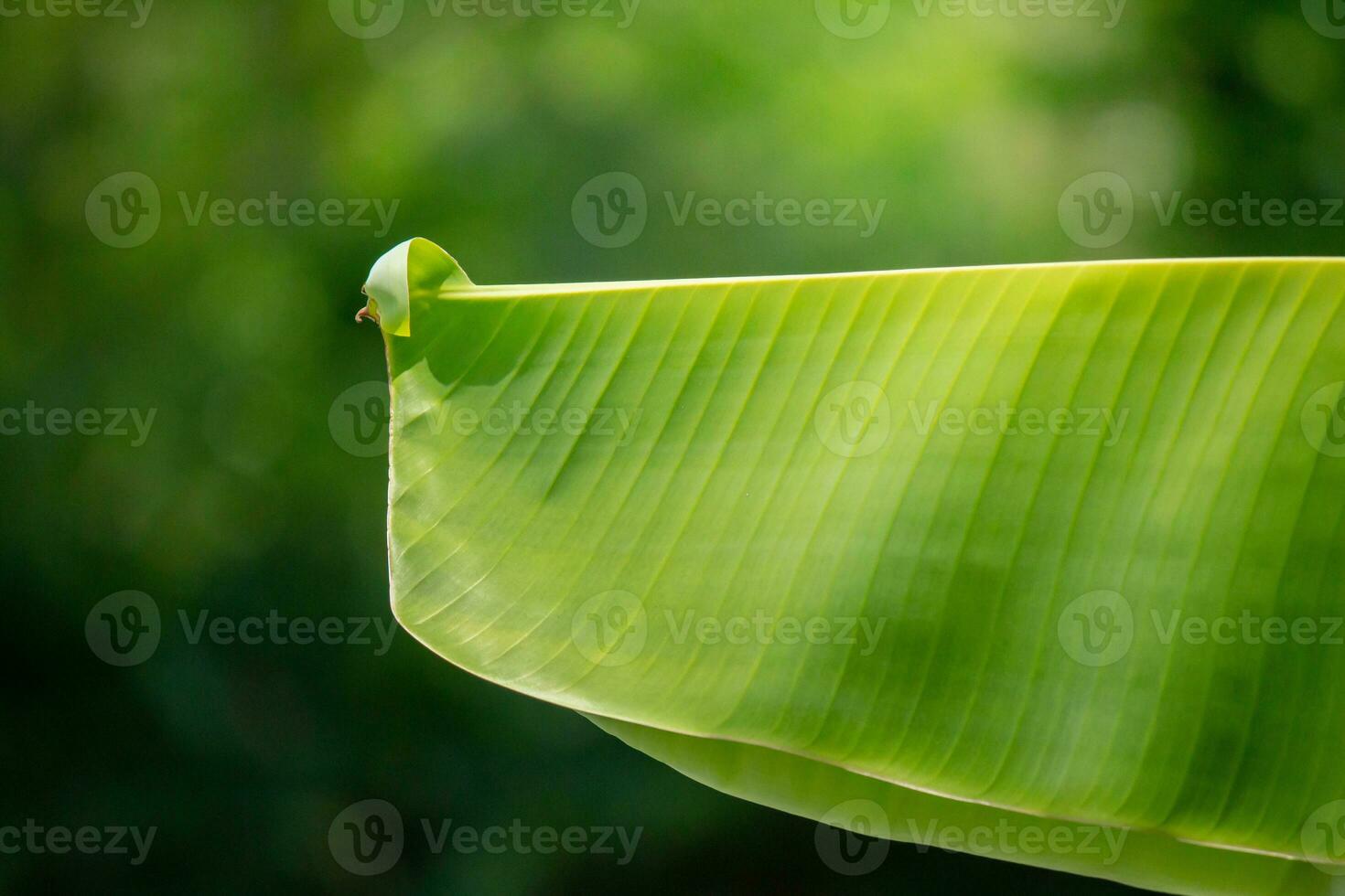 grön banan blad textur. Plats för text. skön natur foto