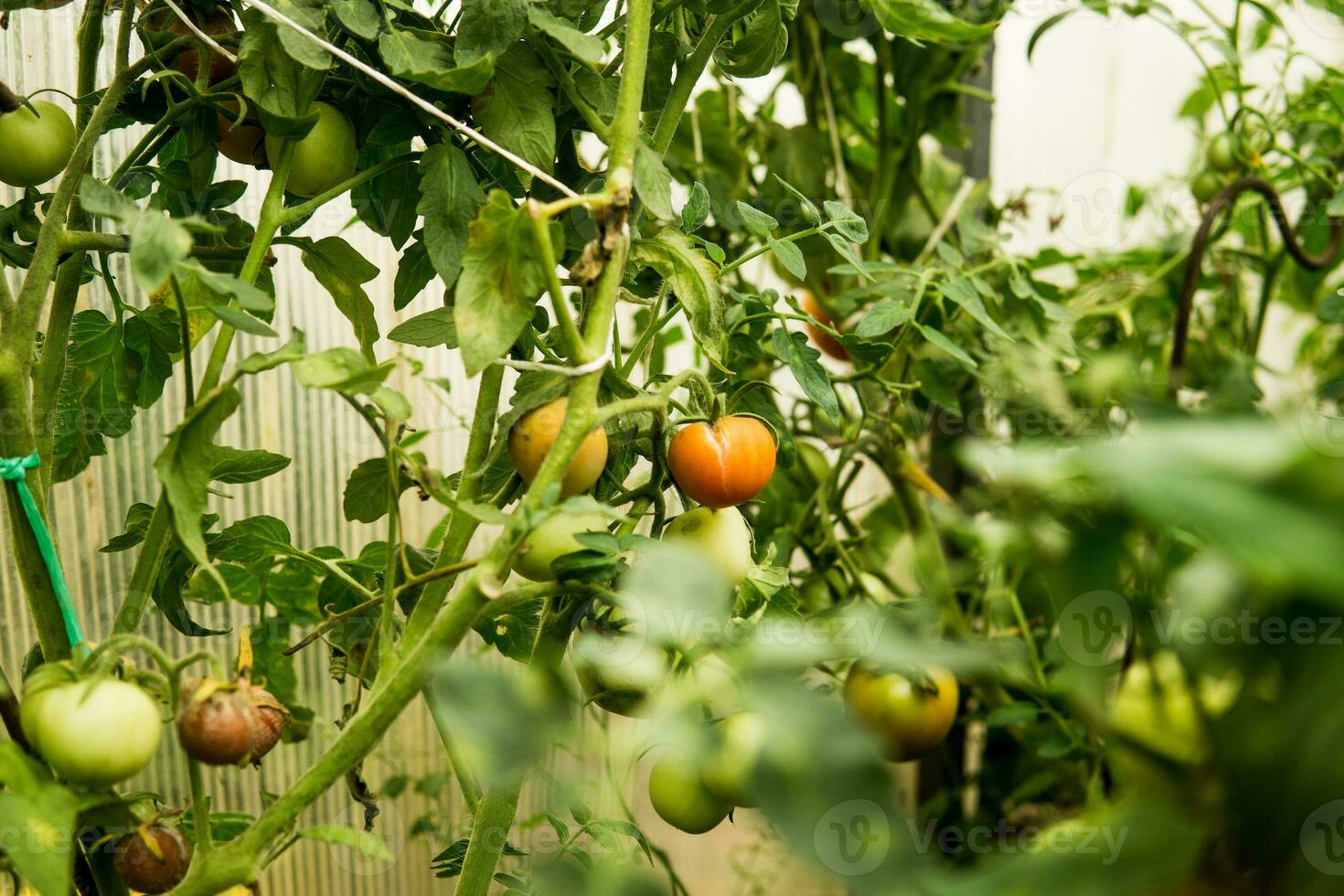 tomater är hängande på en gren i de växthus. foto
