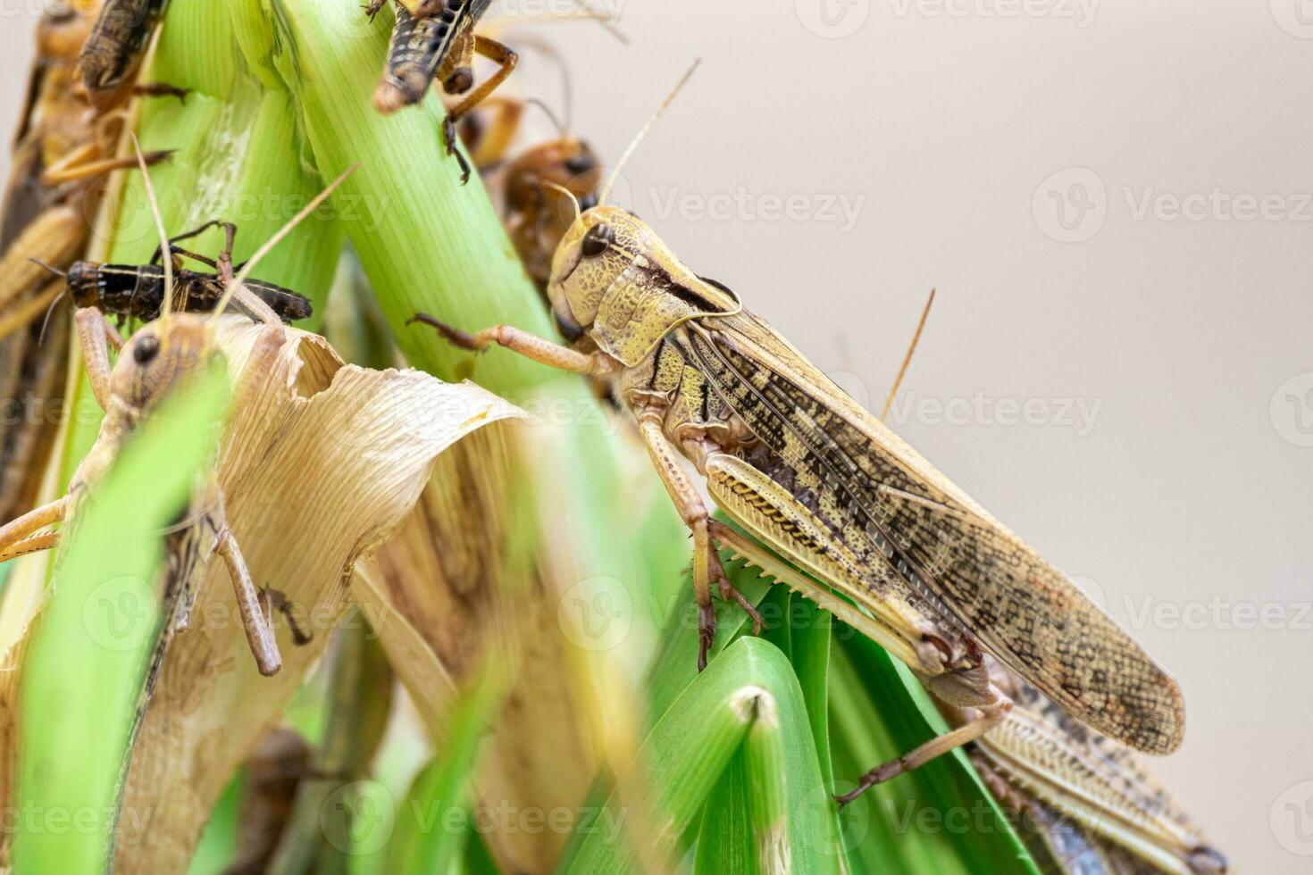 gräshoppa patanga äter en blad med välbehag, patanga på hängande gräs i gräshoppa bruka foto