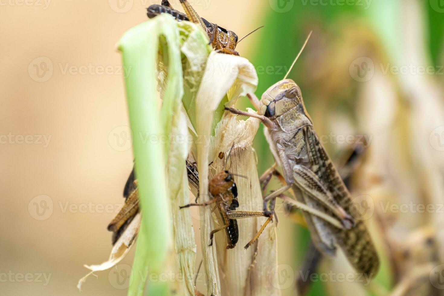 gräshoppa patanga äter en blad med välbehag, patanga på hängande gräs i gräshoppa bruka foto