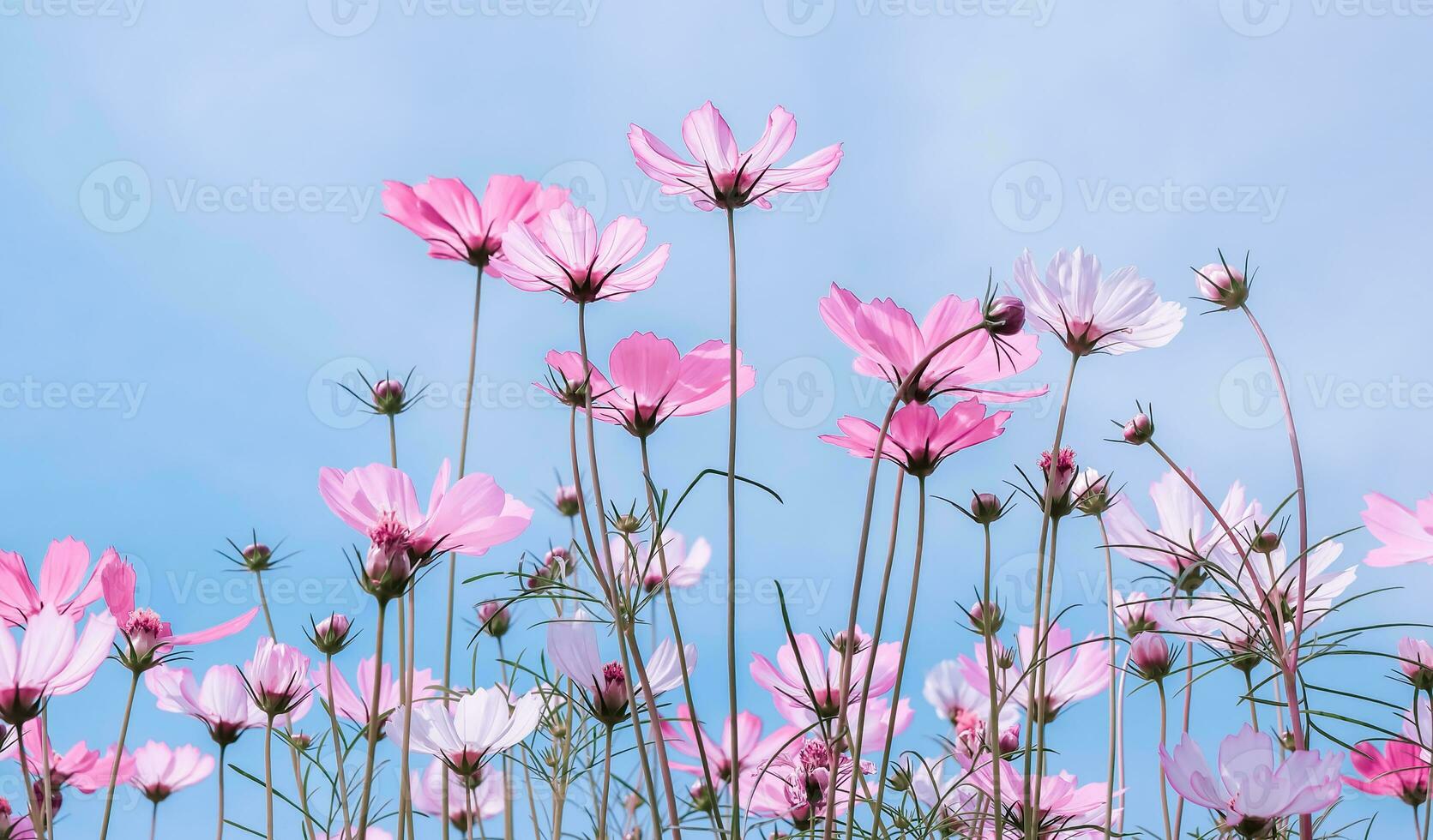 låg vinkelvy av rosa pastellblommande växter mot blå himmel, selektivt fokus foto