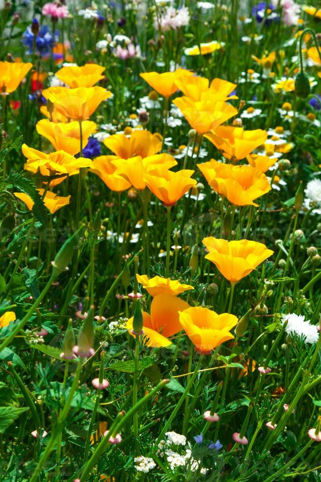 vackra färgglada blommor foto