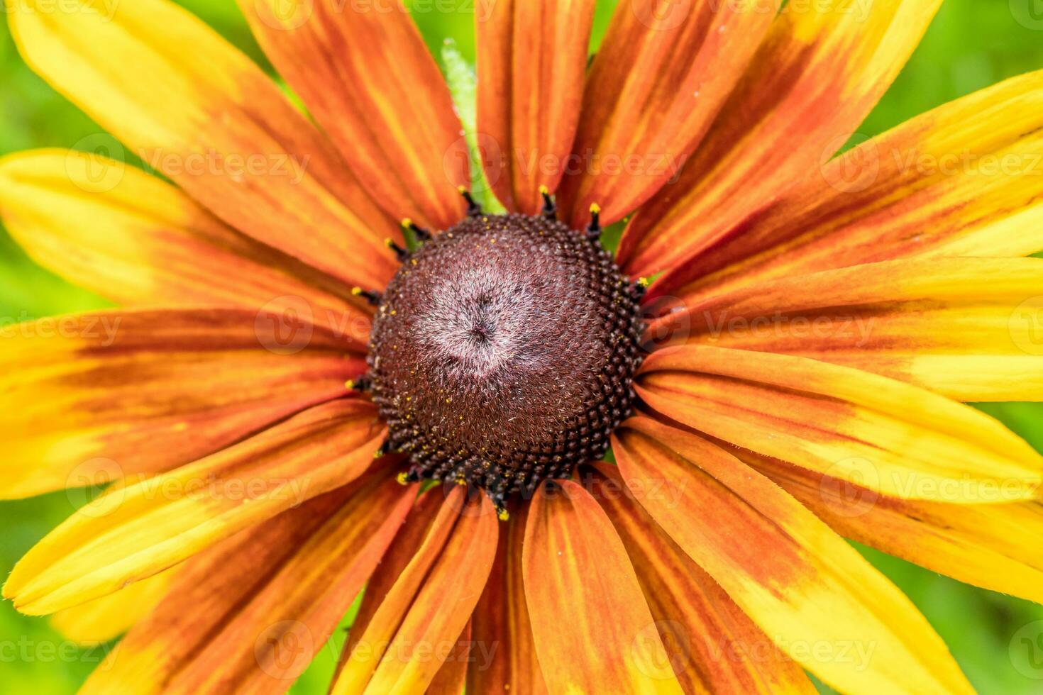 vackra färgglada blommor foto