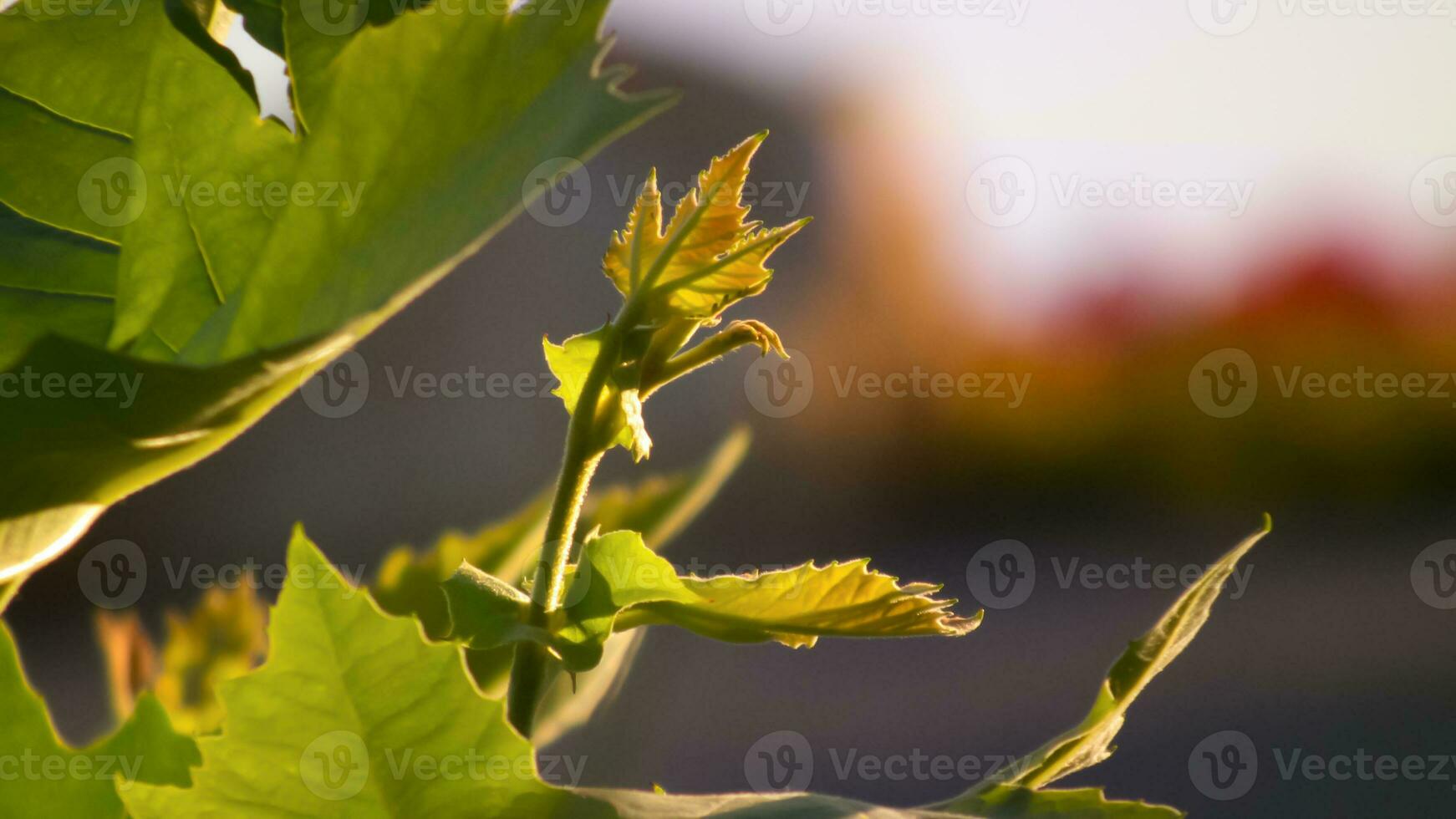 vackra färgglada blommor foto