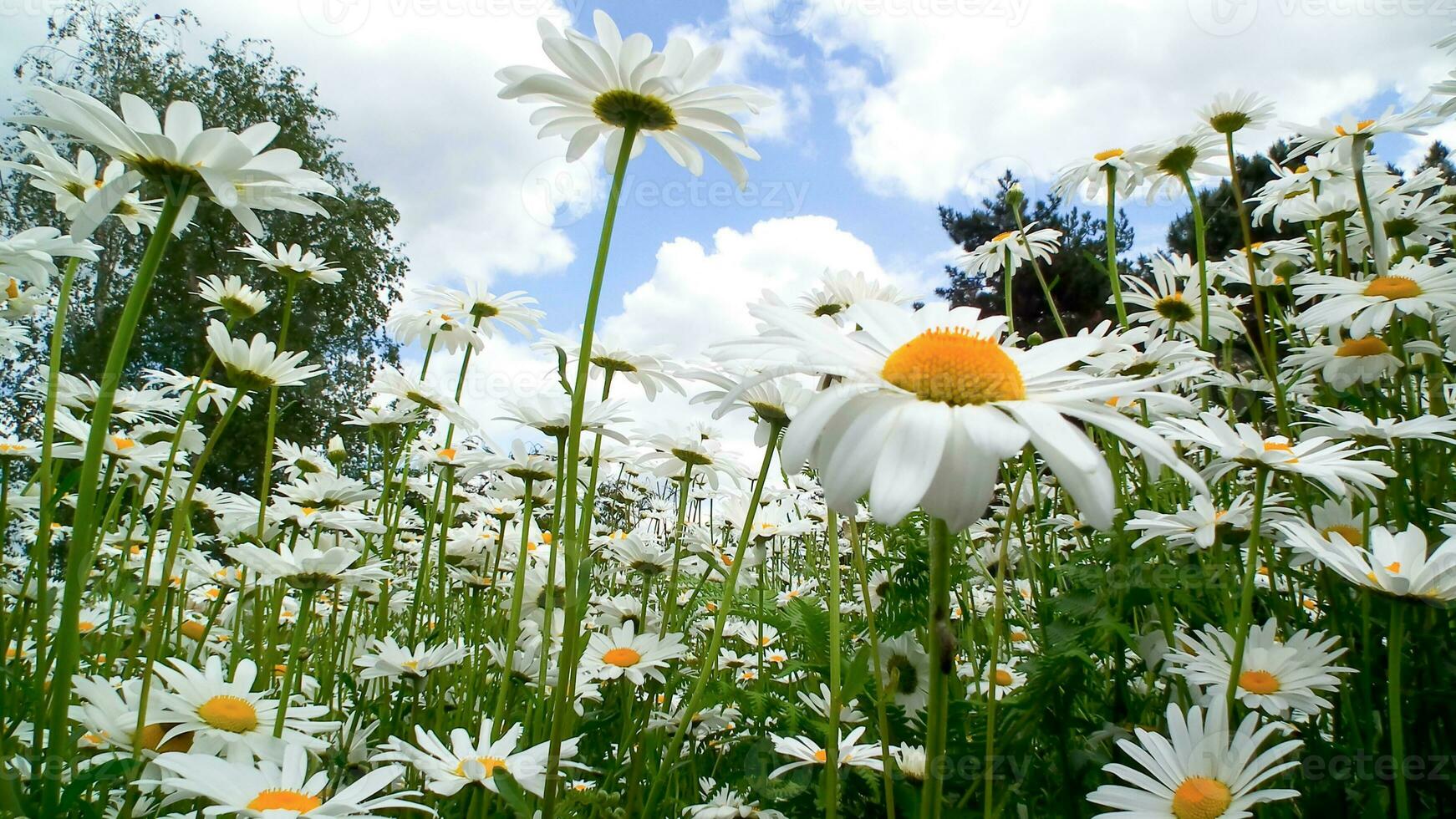 vackra färgglada blommor foto