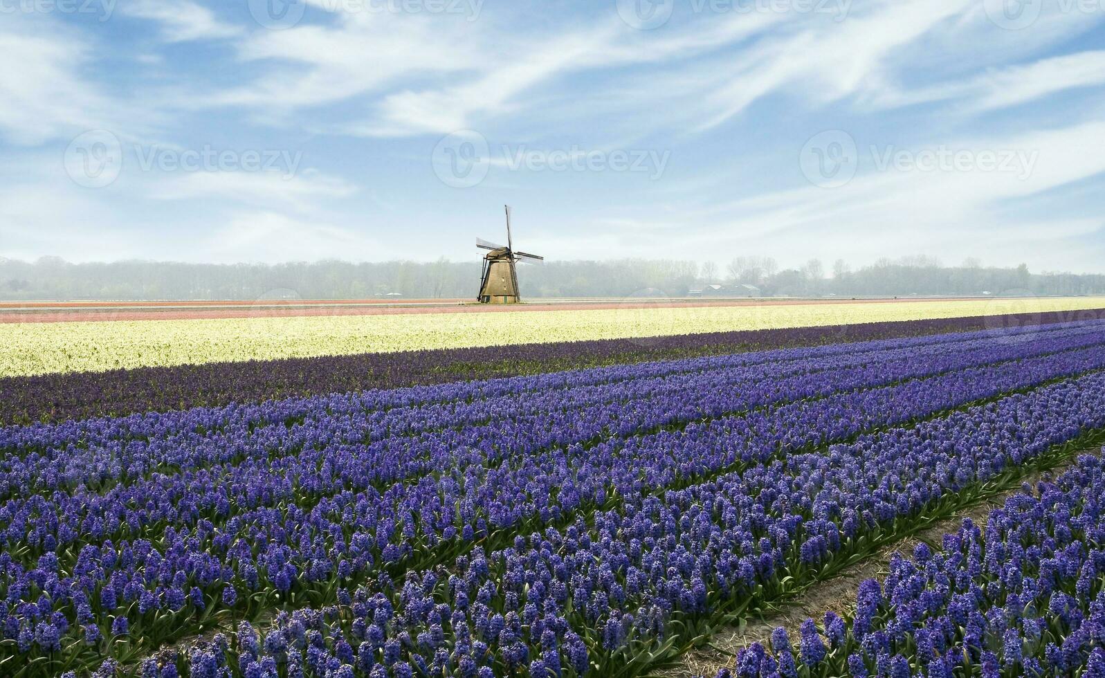 nederländerna färgrik landskap och blommor foto