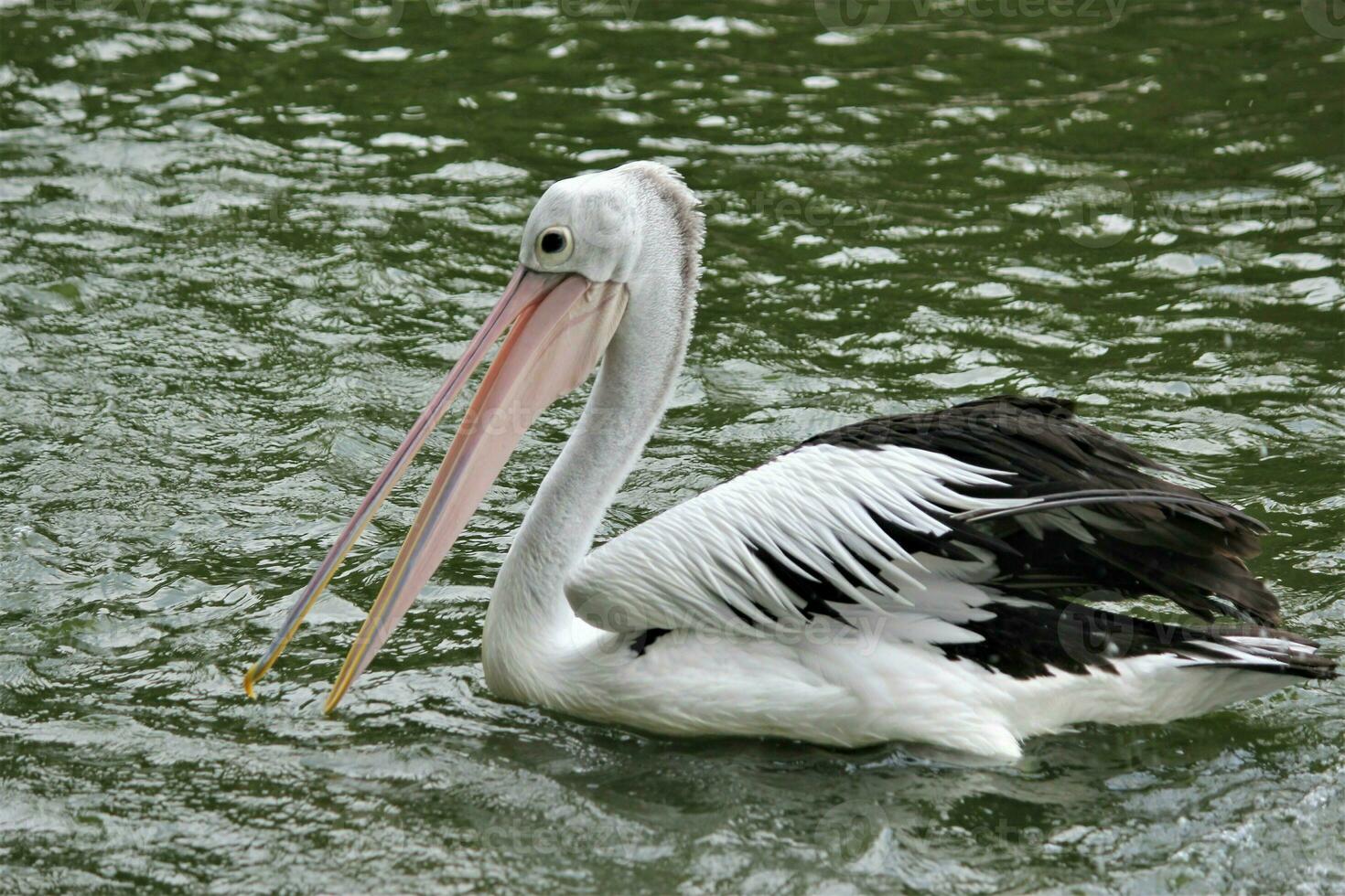 flock av pelikaner på de sjö foto