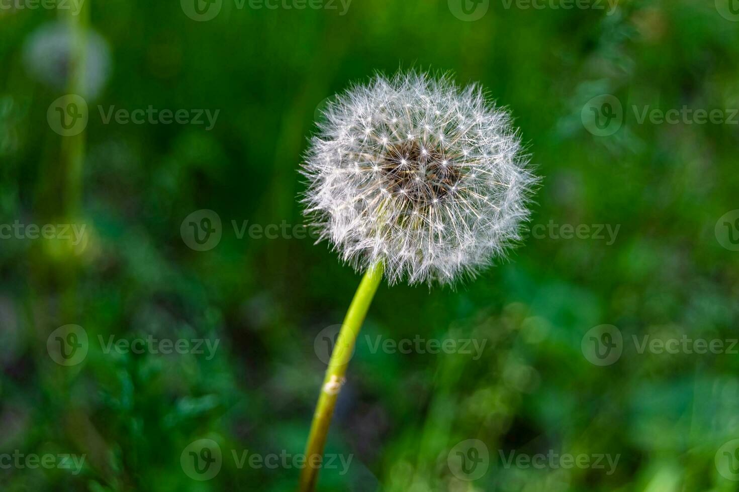 skön vild växande blomma utsäde maskros på bakgrund äng foto