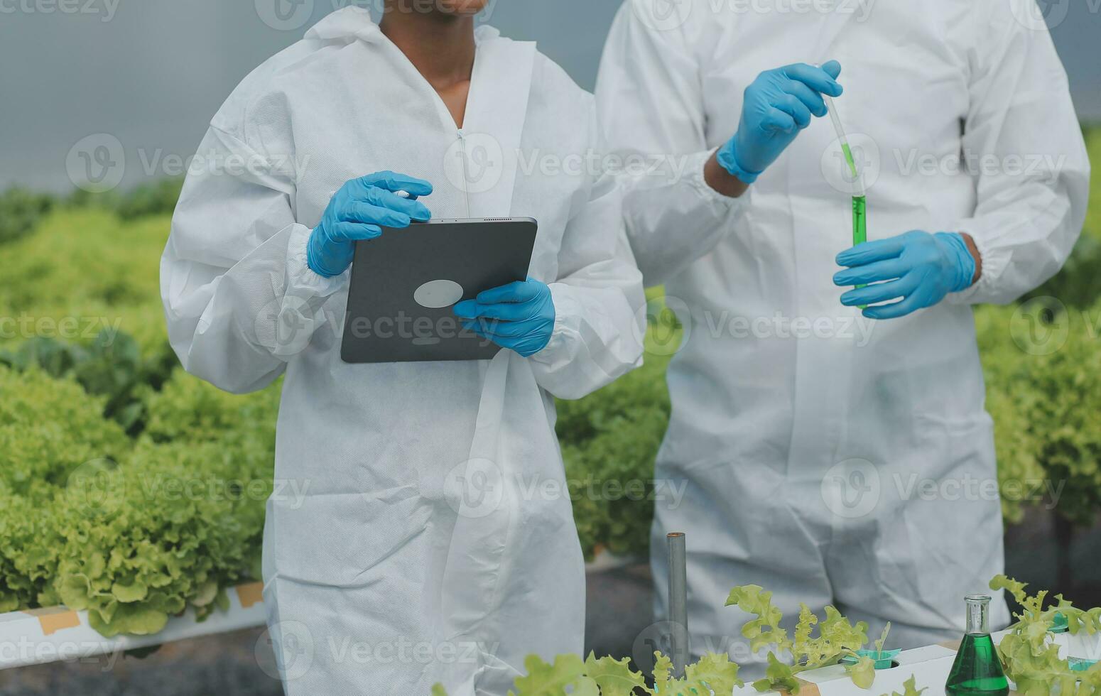 två asiatisk jordbrukare inspekterande de kvalitet av organisk grönsaker vuxen använder sig av hydroponics. foto