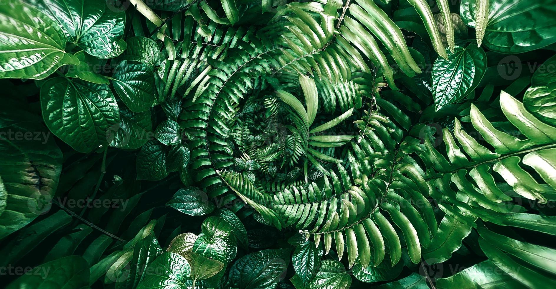 tropiskt grönt blad i mörk ton foto