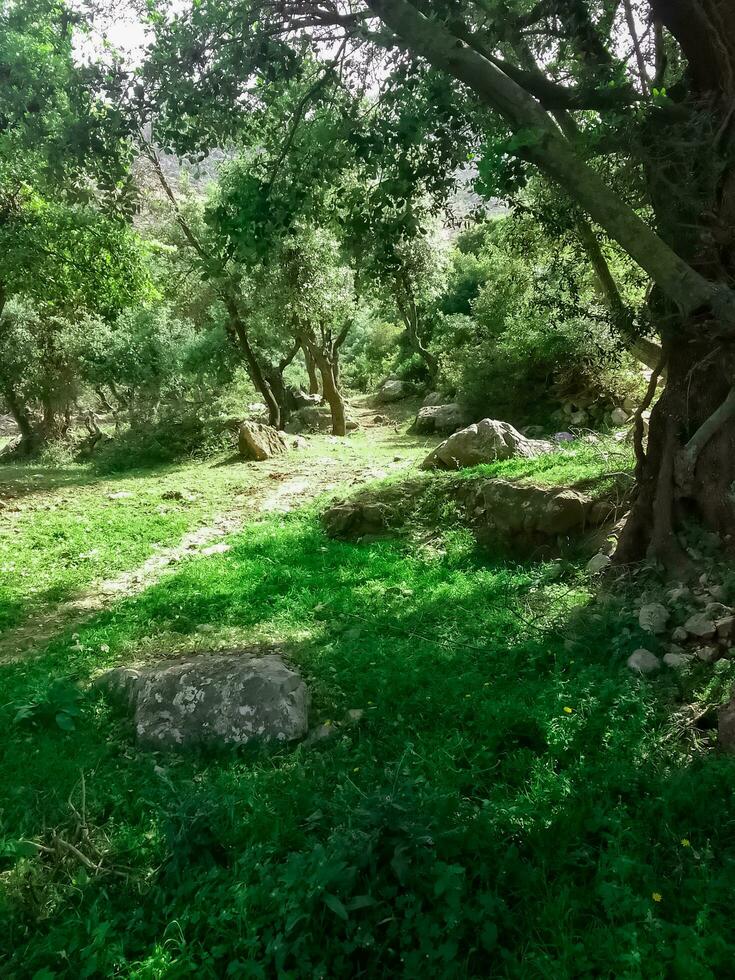 under de skuggor av natur i de landsbygden foto