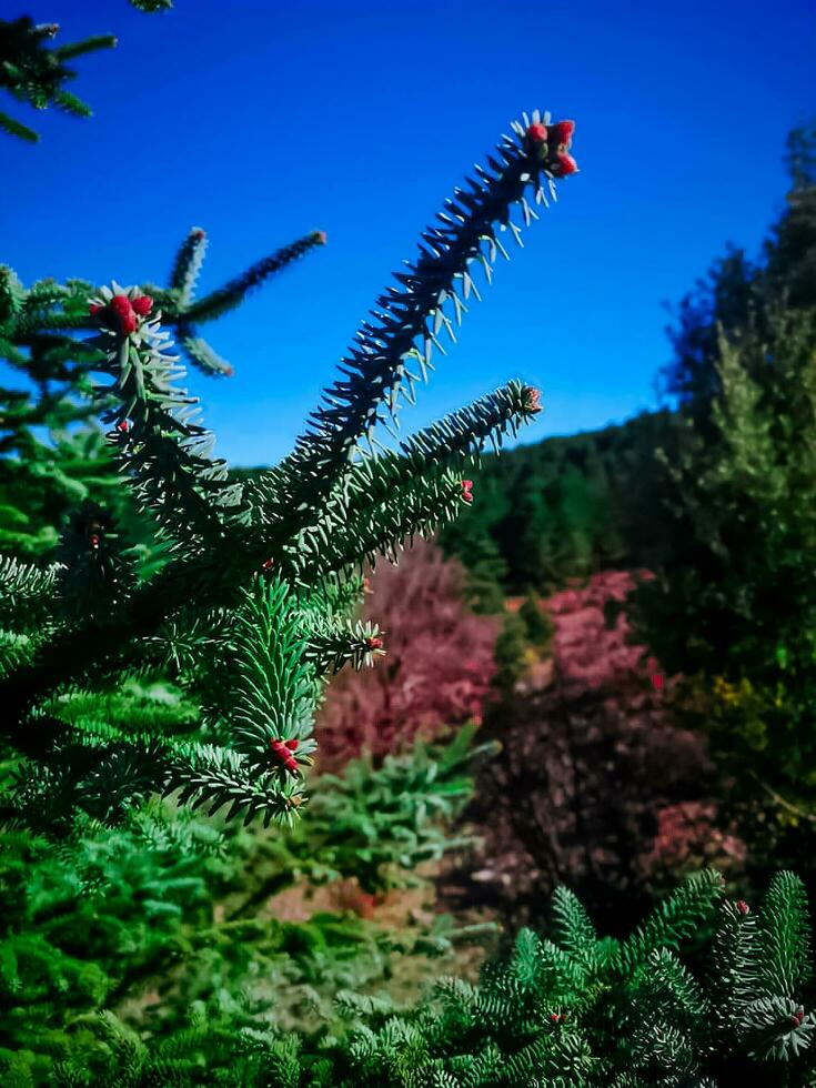 beundrande de skönhet av en majestätisk ceder träd blad foto