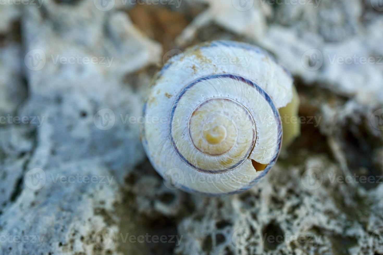 liten vit snigel i naturen foto