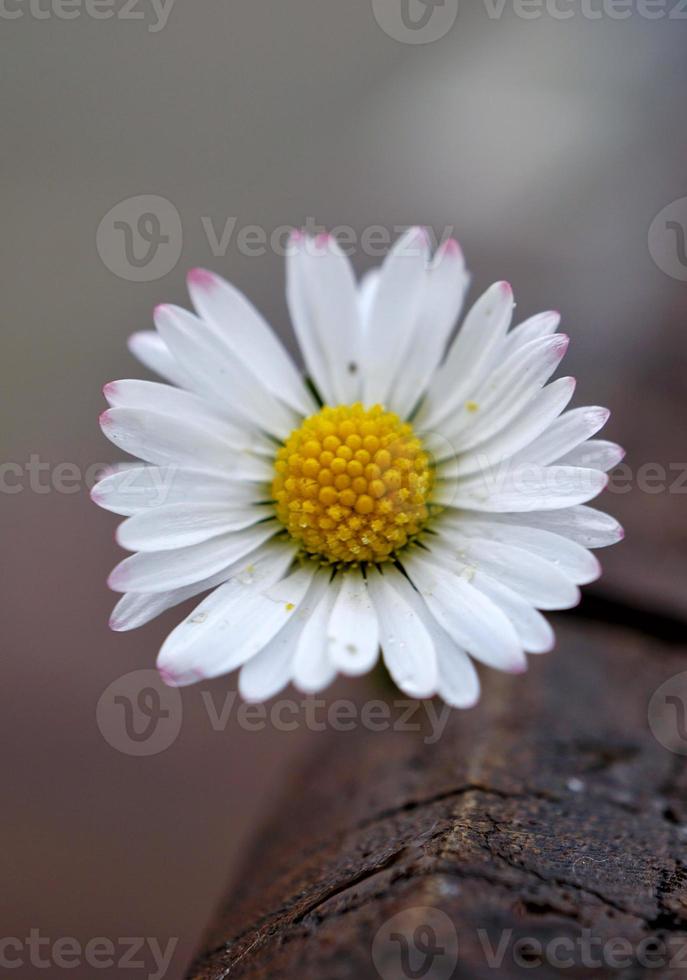 vit tusensköna blomma i trädgården på våren foto