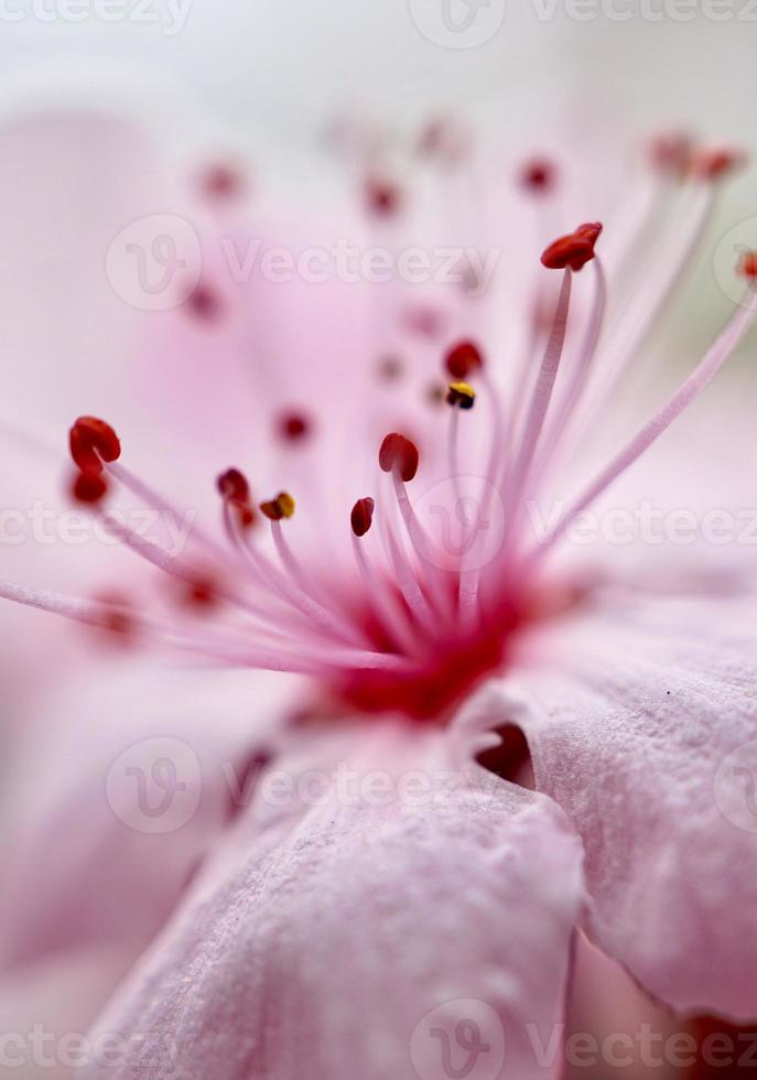 romantisk rosa blomma i trädgården på våren foto